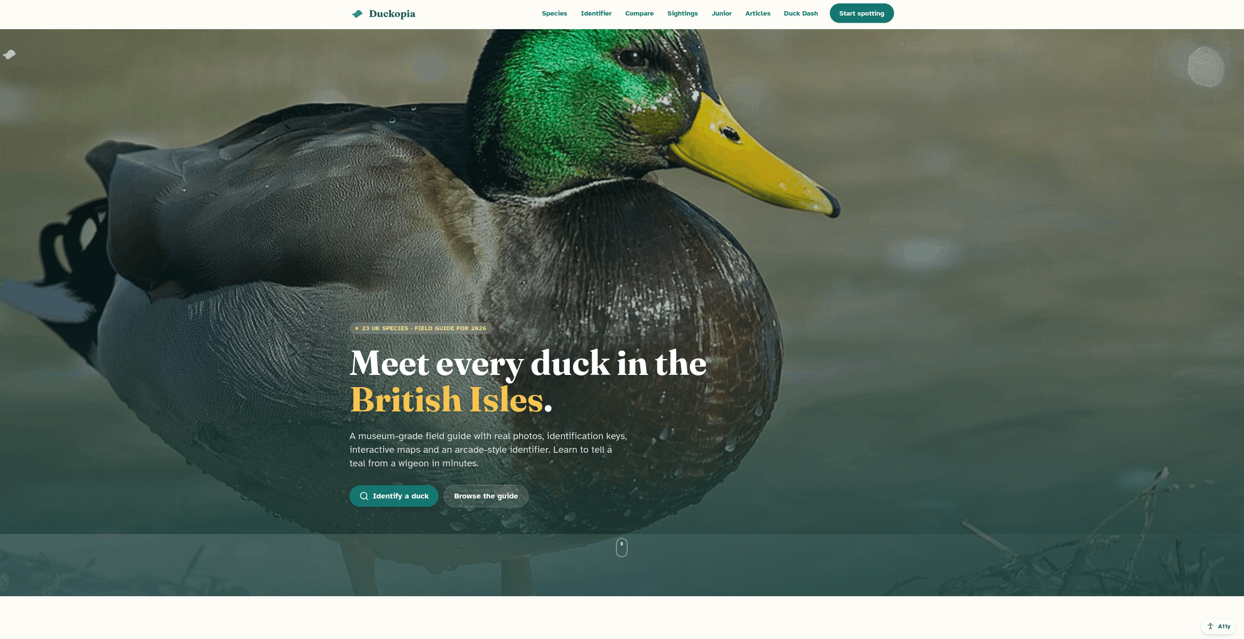 Duckopia - UK Duck Field Guide cover